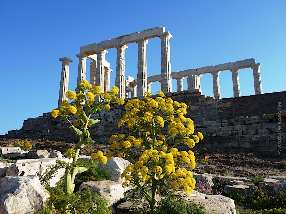 Ferula communis framför Poseidontemplet, Kap Sunion (Foto: Aristotle Koskinas)
