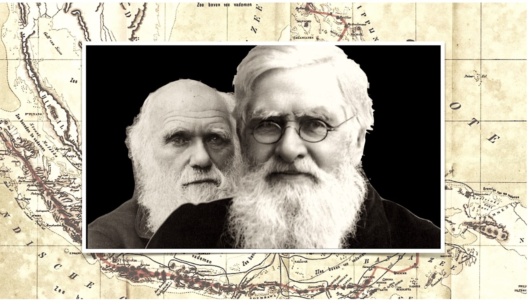 Alfred R Ryll Alfred Russel Wallace Darwins like